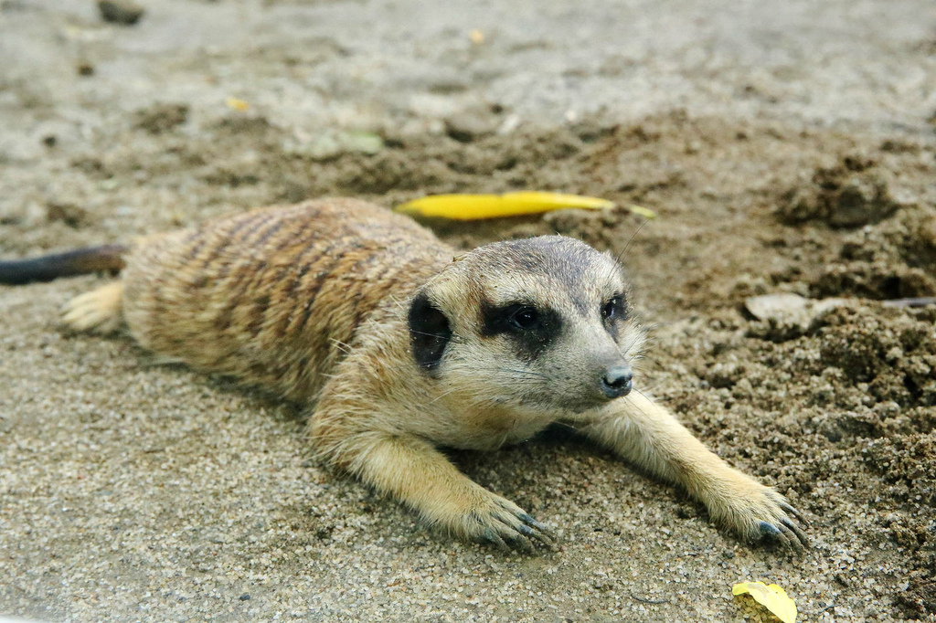 高雄親子景點寵物友善景觀餐廳。喝咖啡看飛機、可愛動物區互動、