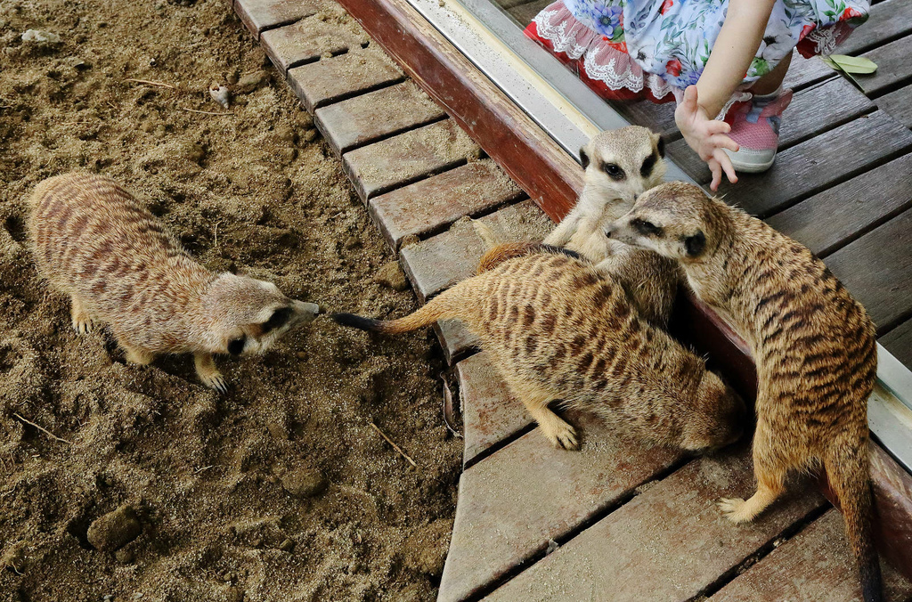 高雄親子景點寵物友善景觀餐廳。喝咖啡看飛機、可愛動物區互動、