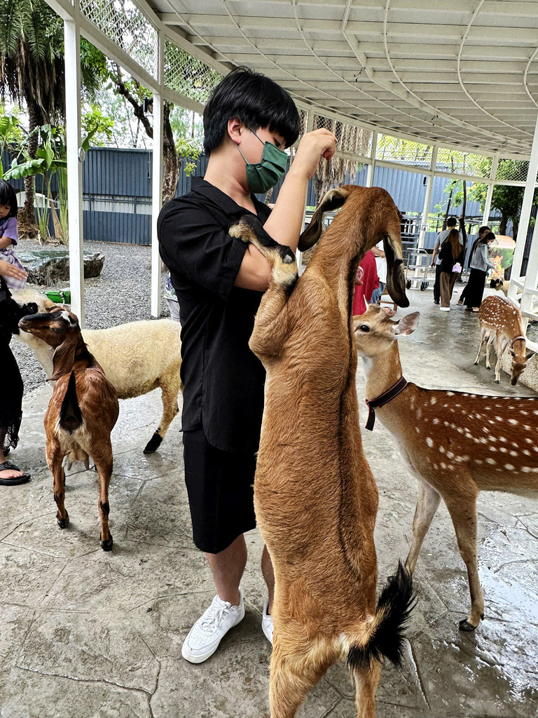 高雄親子景點寵物友善景觀餐廳。喝咖啡看飛機、可愛動物區互動、