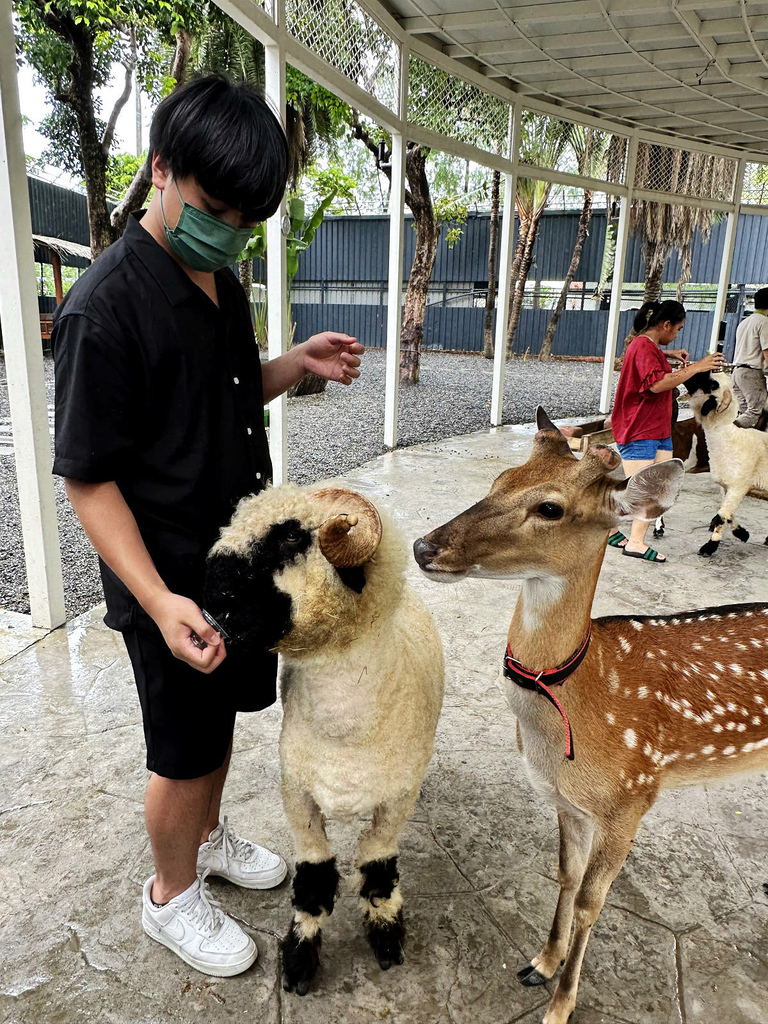 高雄親子景點寵物友善景觀餐廳。喝咖啡看飛機、可愛動物區互動、