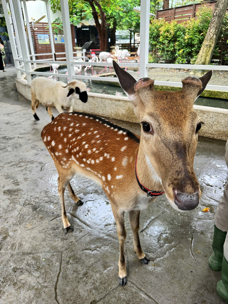 高雄親子景點寵物友善景觀餐廳。喝咖啡看飛機、可愛動物區互動、