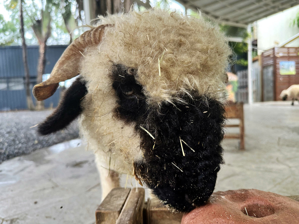 高雄親子景點寵物友善景觀餐廳。喝咖啡看飛機、可愛動物區互動、