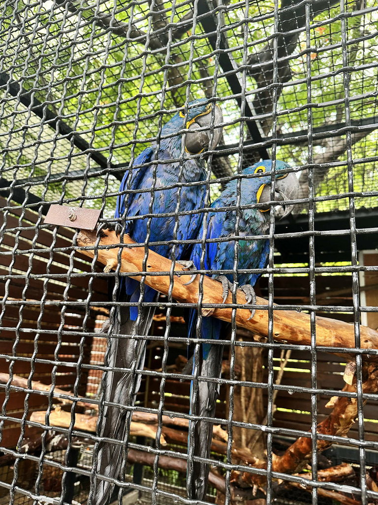 高雄親子景點寵物友善景觀餐廳。喝咖啡看飛機、可愛動物區互動、