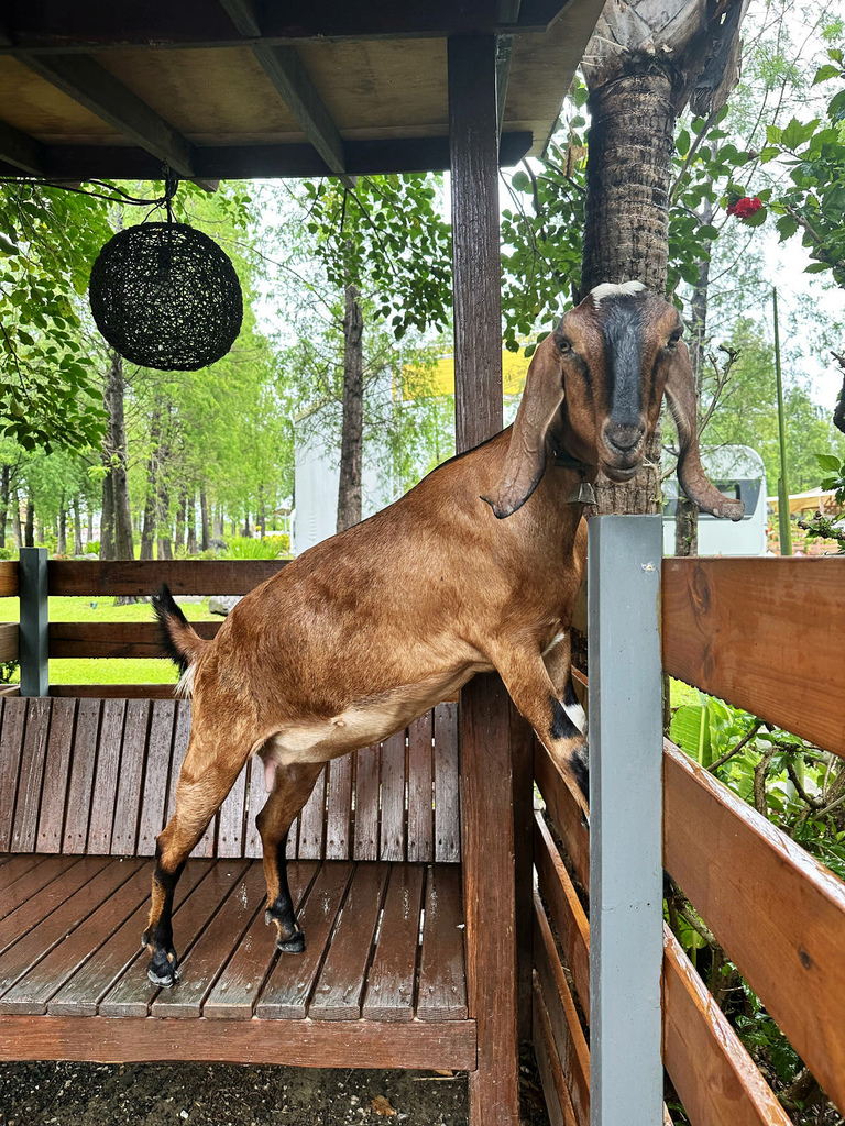 高雄親子景點寵物友善景觀餐廳。喝咖啡看飛機、可愛動物區互動、