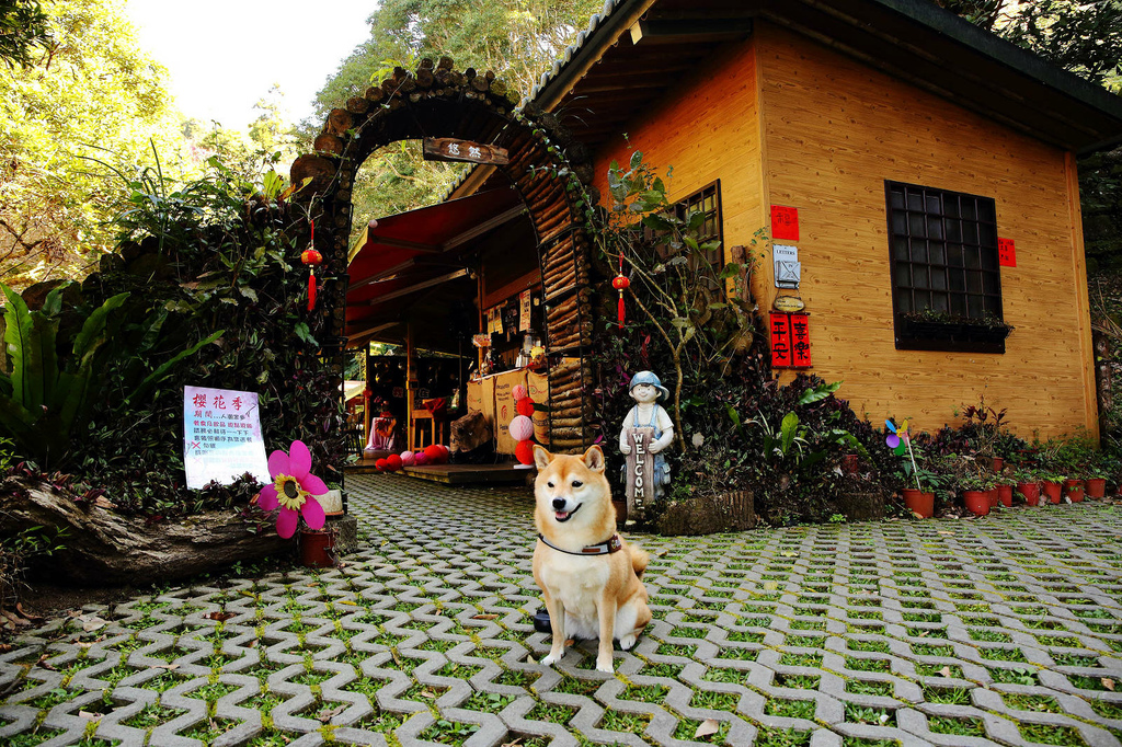 悠然秘境小屋。桃園賞櫻新秘境，2000株櫻花海「櫻花炸開」美