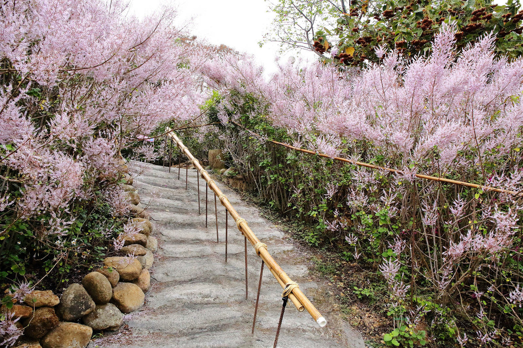 瑰蜜甜心玫瑰園，2024南投中寮熱門打卡景點，3000坪粉紅