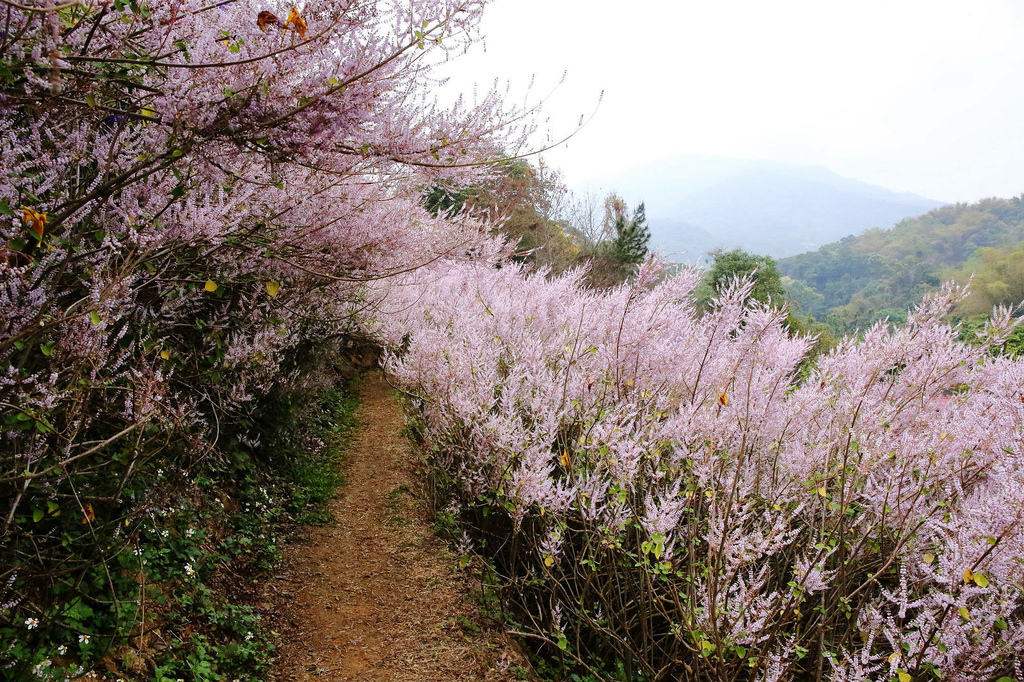 瑰蜜甜心玫瑰園，2024南投中寮熱門打卡景點，3000坪粉紅