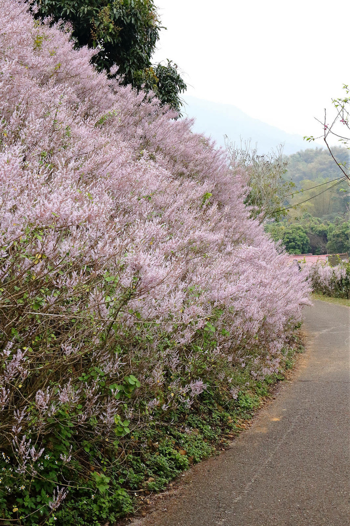 瑰蜜甜心玫瑰園，2024南投中寮熱門打卡景點，3000坪粉紅