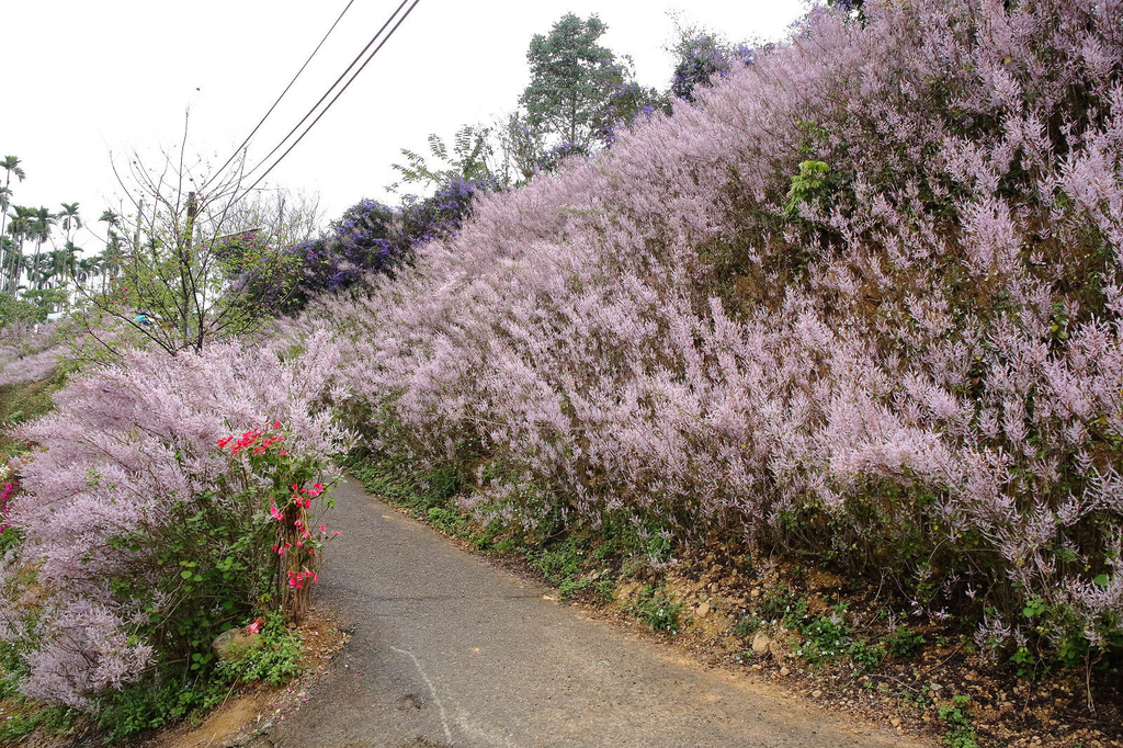 瑰蜜甜心玫瑰園，2024南投中寮熱門打卡景點，3000坪粉紅