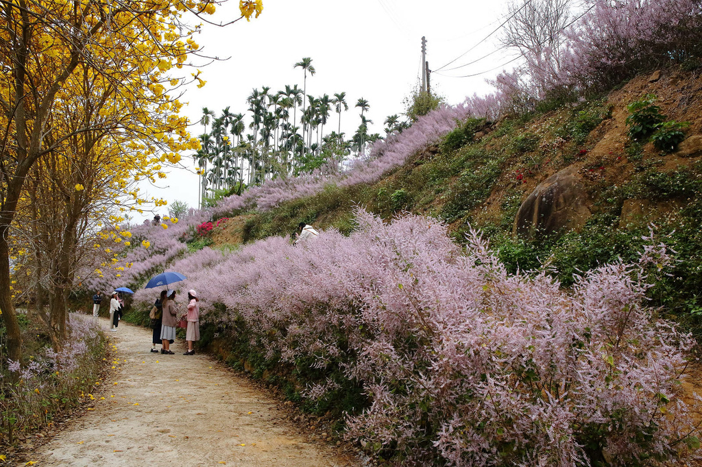 瑰蜜甜心玫瑰園，2024南投中寮熱門打卡景點，3000坪粉紅