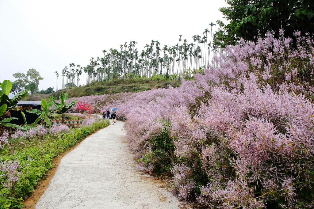 瑰蜜甜心玫瑰園，2024南投中寮熱門打卡景點，3000坪粉紅