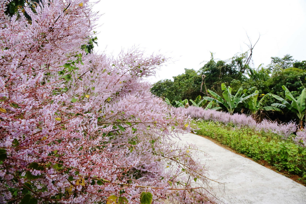 瑰蜜甜心玫瑰園，2024南投中寮熱門打卡景點，3000坪粉紅