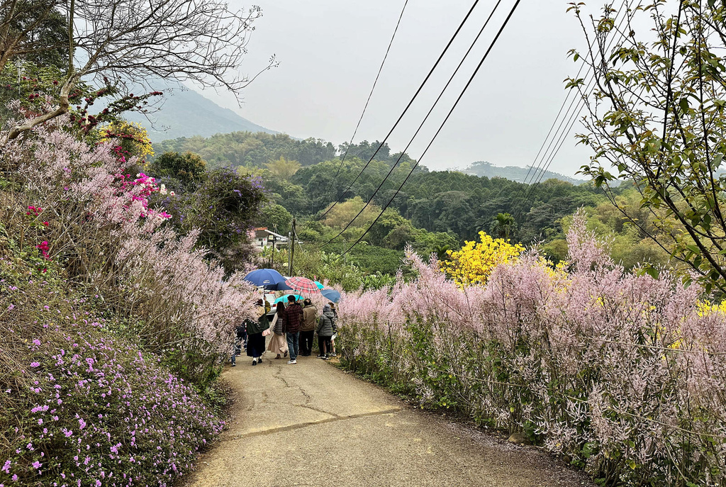 瑰蜜甜心玫瑰園，2024南投中寮熱門打卡景點，3000坪粉紅