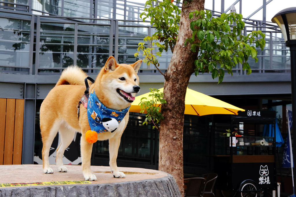 台中全新寵物餐廳開幕！瘋狂尾巴寵物遊樂園，結合了寵物餐廳、寵