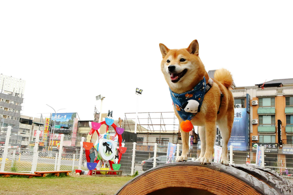 台中全新寵物餐廳開幕！瘋狂尾巴寵物遊樂園，結合了寵物餐廳、寵