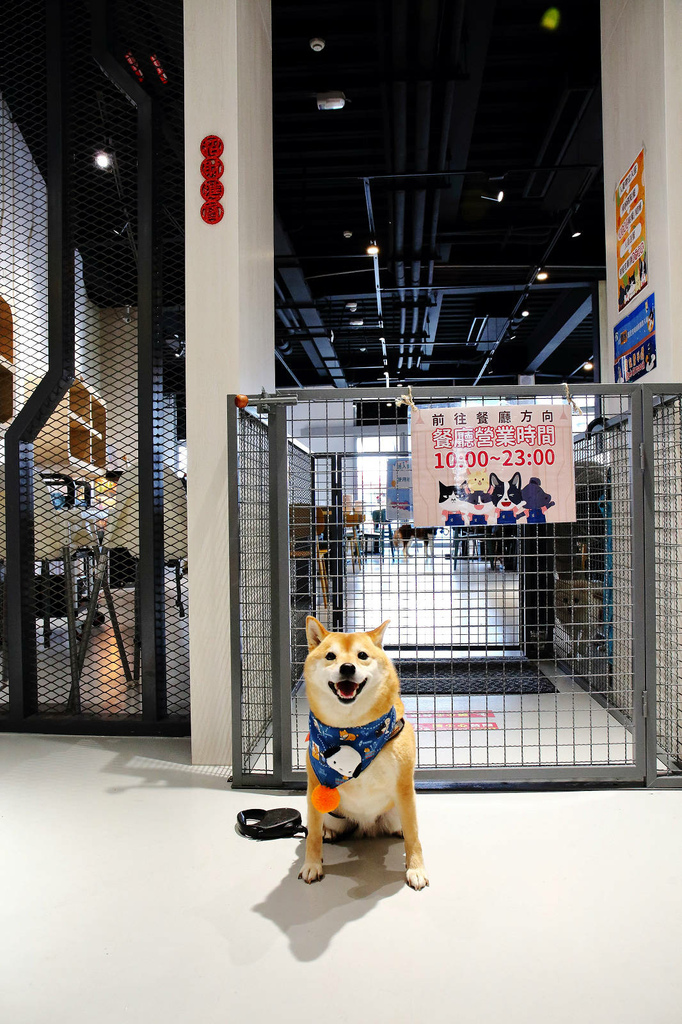 台中全新寵物餐廳開幕！瘋狂尾巴寵物遊樂園，結合了寵物餐廳、寵