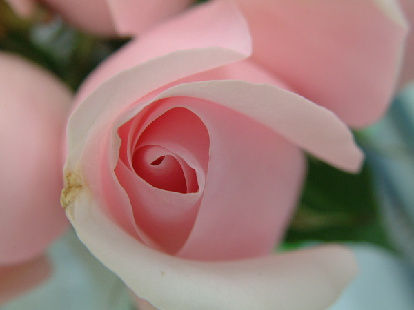 粉紅玫瑰02