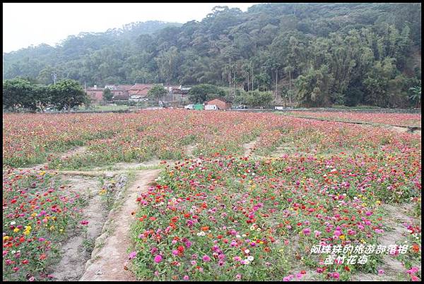 蘆竹花海8.JPG