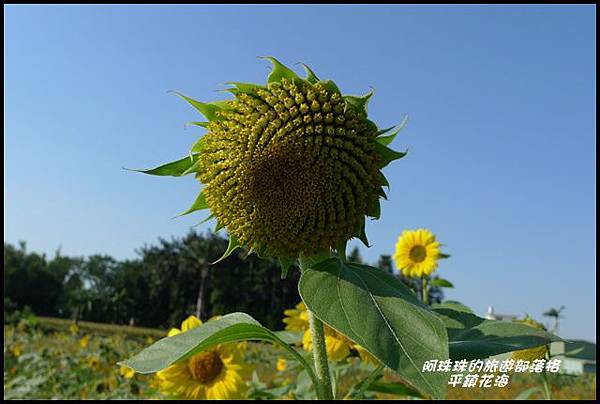 平鎮花海9.JPG