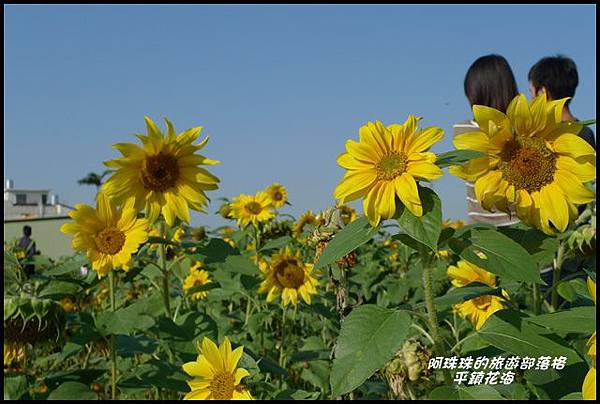 平鎮花海13.JPG