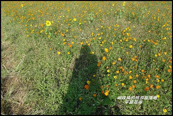 平鎮花海23.JPG