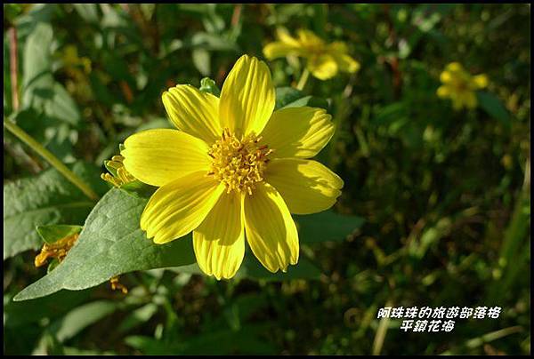 平鎮花海29.JPG