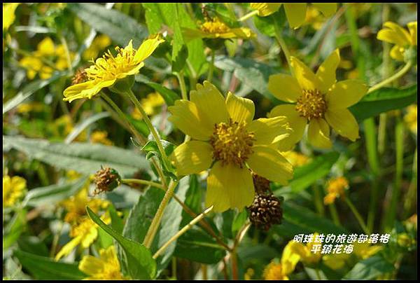 平鎮花海28.JPG