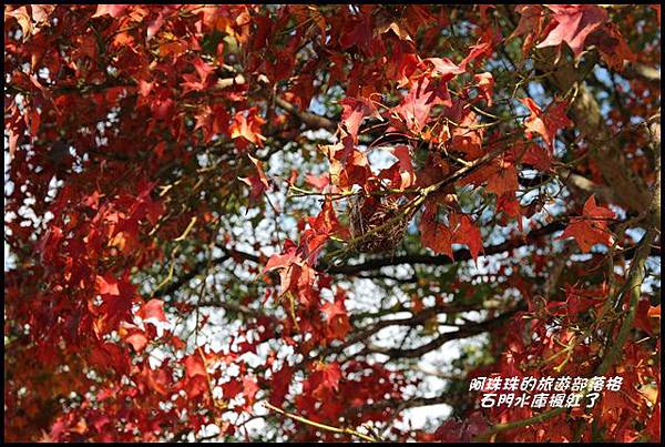 石門水庫楓紅了12.JPG