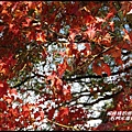 石門水庫楓紅了12.JPG