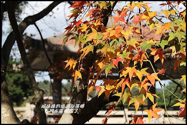 石門水庫楓紅了19.JPG