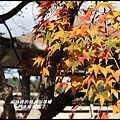 石門水庫楓紅了19.JPG