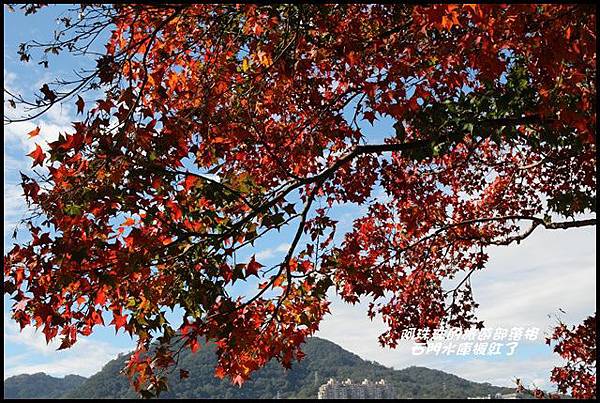 石門水庫楓紅了21.JPG