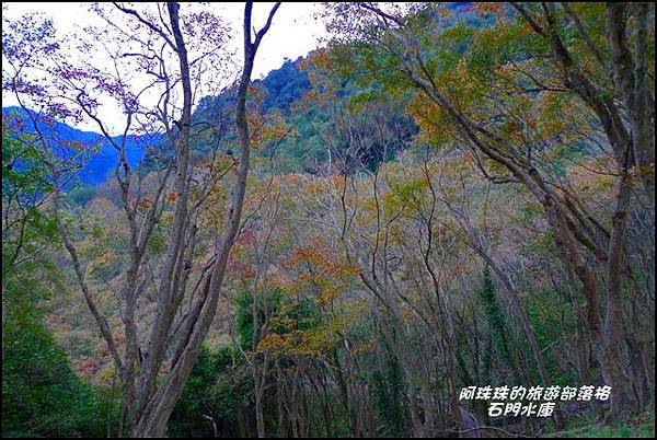石門水庫楓紅了47.JPG