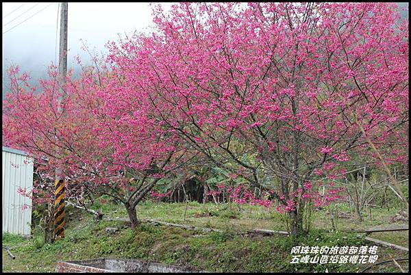 五峰山區沿路櫻花開7.JPG