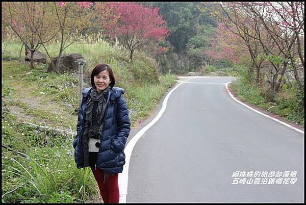 五峰山區沿路櫻花開11.JPG