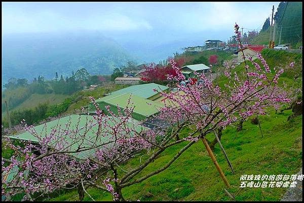 五峰山區沿路櫻花開25.JPG