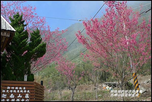 五峰山區沿路櫻花開29.JPG