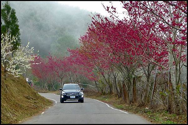 五峰山區沿路櫻花開28.JPG