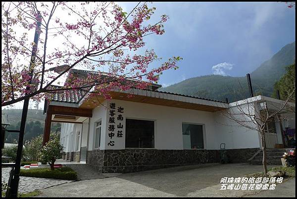 五峰山區沿路櫻花開35.JPG