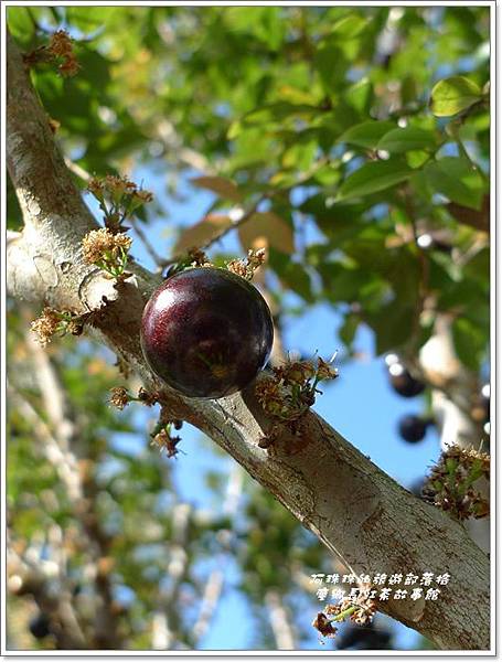 廖鄉長紅茶博物館22.JPG