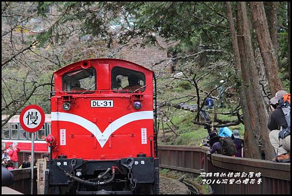 阿里山櫻花季12.JPG 阿里山櫻花季12.JPG