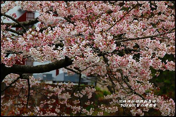 阿里山櫻花季20.JPG