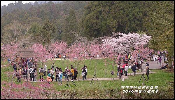 阿里山櫻花季38.JPG