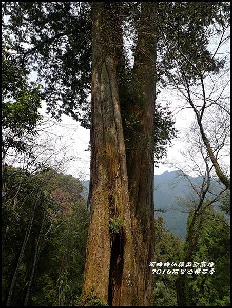 阿里山櫻花季48.JPG