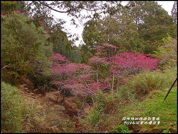 阿里山櫻花季51.JPG