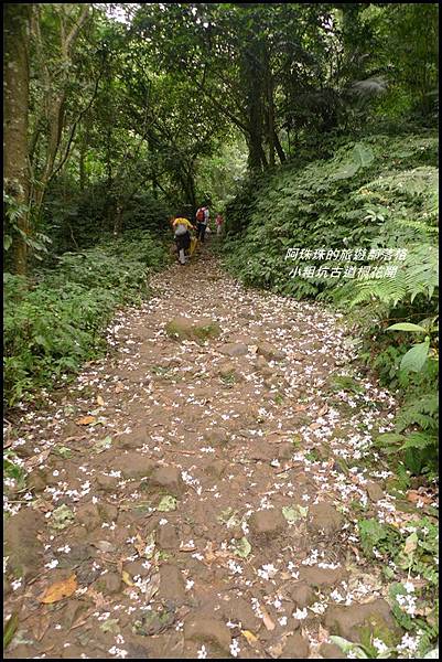 小粗坑古道桐花開19.JPG