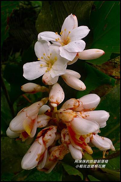 小粗坑古道桐花開20.JPG