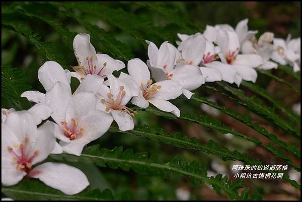 小粗坑古道桐花開27.JPG 小粗坑古道桐花開27.JPG