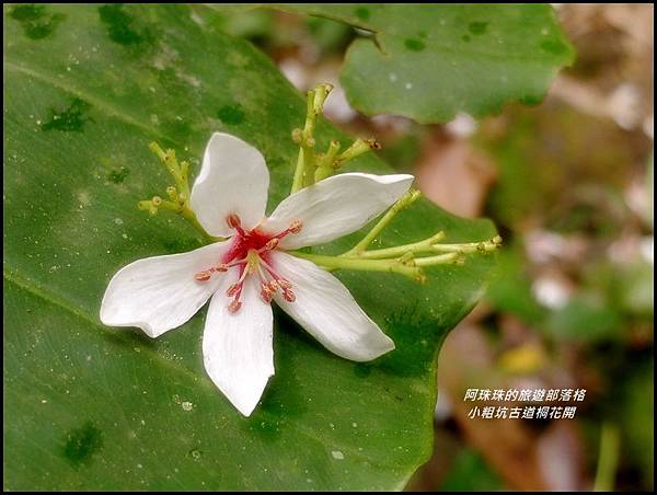 小粗坑古道桐花開29.JPG