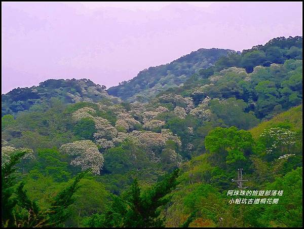 小粗坑古道桐花開35.JPG